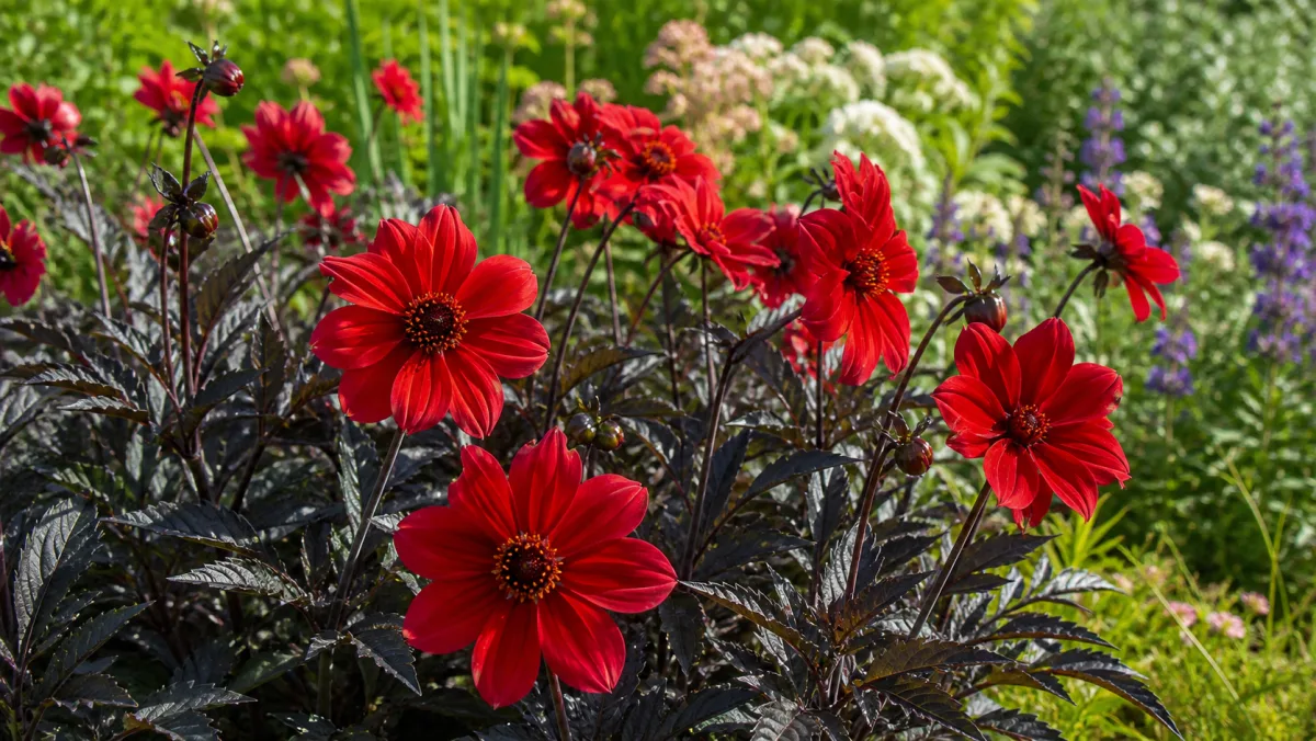 Dalia 'Bishop of Llandaff' in un giardino italiano