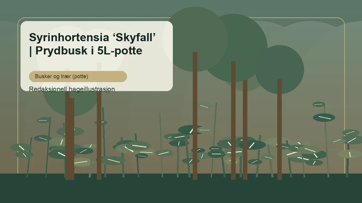 Ortensia paniculata 'Skyfall' in un giardino italiano