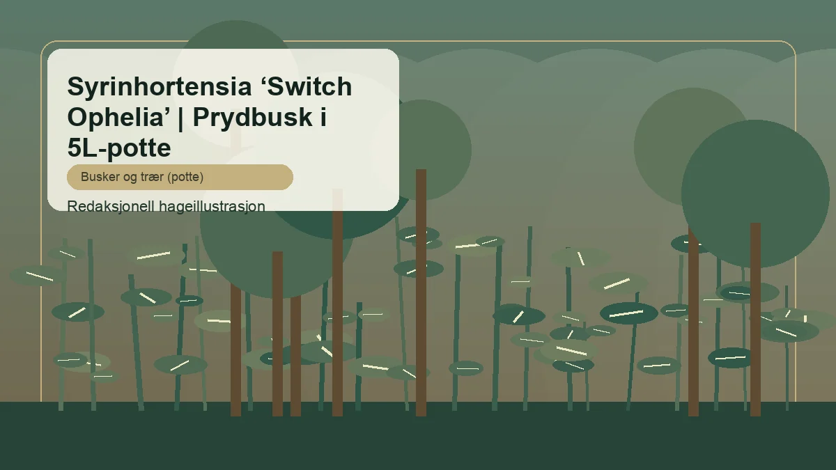 Ortensia paniculata 'Switch Ophelia' in un giardino italiano