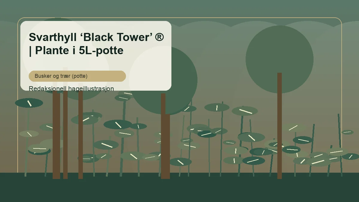 Sambuco nero 'Black Tower' in un giardino italiano